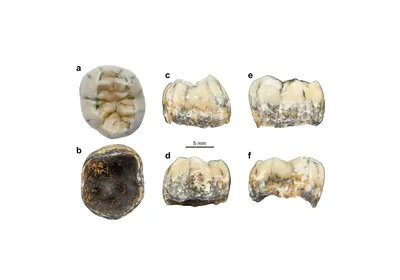 The fossil tooth found in the Annamite Mountains in Laos